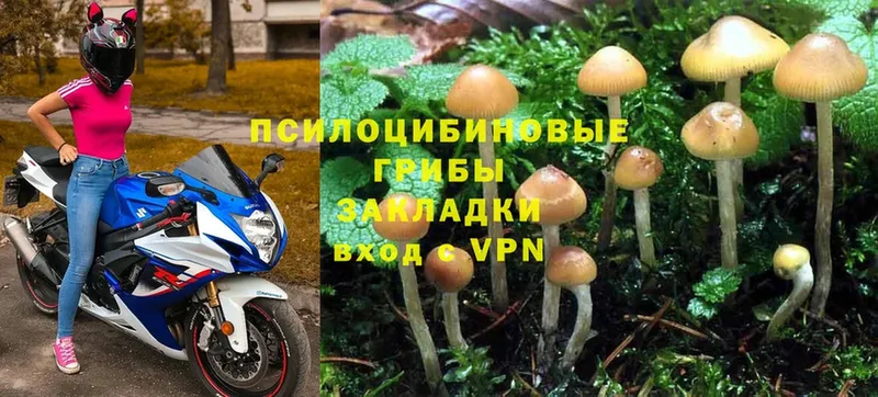 купить наркотики сайты  Североморск  Псилоцибиновые грибы MAGIC MUSHROOMS 